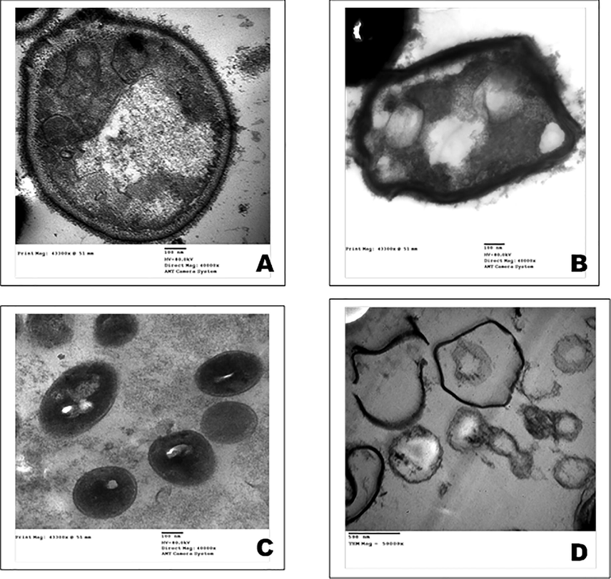 TEM micrographs of Candida albicans; A: control and B: treated with organ lysate C: control of Staphylococcus aureus (MRSA); and E: treated with organ lysate.