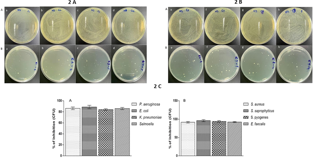 Percentage of growth inhibition formed by ZnO NP. The bacterial colony image (A) without any treatment (B) with ZnO NP at MBC concentration and (2C) Percentage of growth inhibition by ZnO NP at MBC concentration for 24 h at 37 °C. (a) Pseudomonas aeruginosa (b) Escherichia coli (c) Klebsiella pneumoniae (d) Salmonella (e) Staphylococcus aureus (f) Staphylococcus saprophyticus (g) Streptococcus pyogenes and (h) Enterococcus faecalis. Results are displayed from the three independent tests using means ± SD.