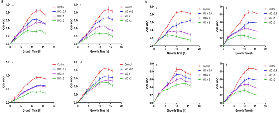 Effect of ZnO NP on bacterial growth kinetics. Representative bacterial strains of (4 A) a; Pseudomonas aeruginosa, b; Escherichia coli, c; Klebsiella pneumoniae, d; Salmonella (4B) a; Staphylococcus aureus, b; Staphylococcus saprophyticus, c; Streptococcus pyogenes, d; Enterococcus faecalis were treated with different concentrations (MIC × 0.5, MIC × 1 and MIC × 2) of ZnO NP. Growth cycle of untreated organisms served as growth control. Optical density at 610 nm was measured at regular time intervals of 2 h. Results are presented from three independent experiments using means ± SD.