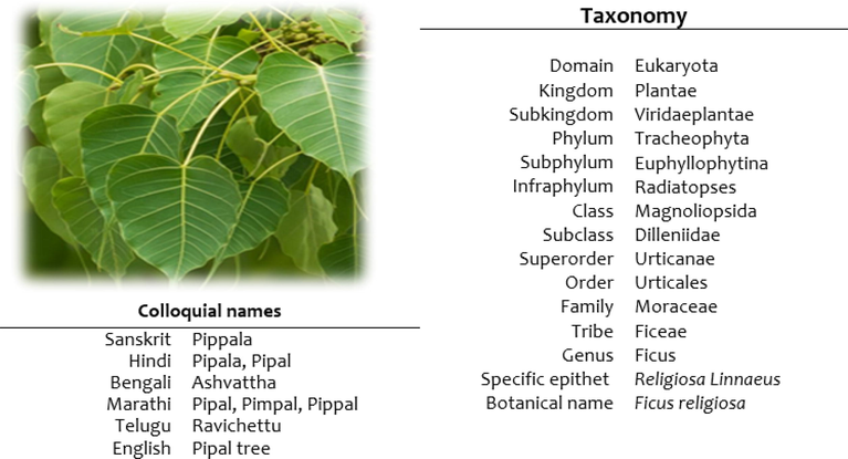 Leaf of Ficus religiosa (L.), its taxonomy and selective vernacular names.