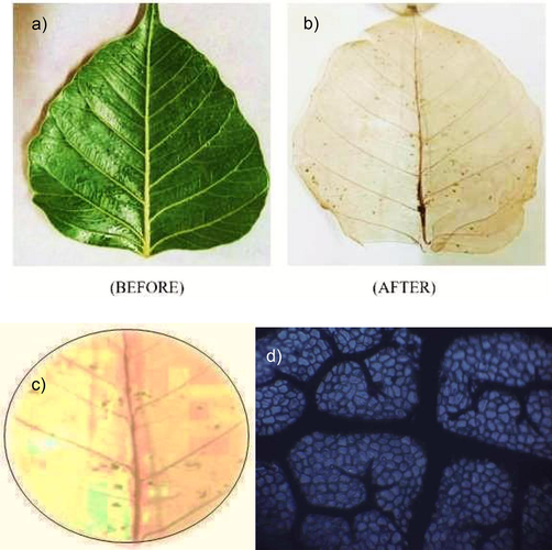 (a) Peepal Leaf surface preparation (b) Dried peepal leaf (c) Dried peepal leaf cut to fit the size of silica crucible (c) Optical microscopy of porous prepared peepal leaf.