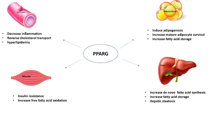 Schematic representation of the effect of PPARG on adipose tissue, liver, muscle and blood vessels.