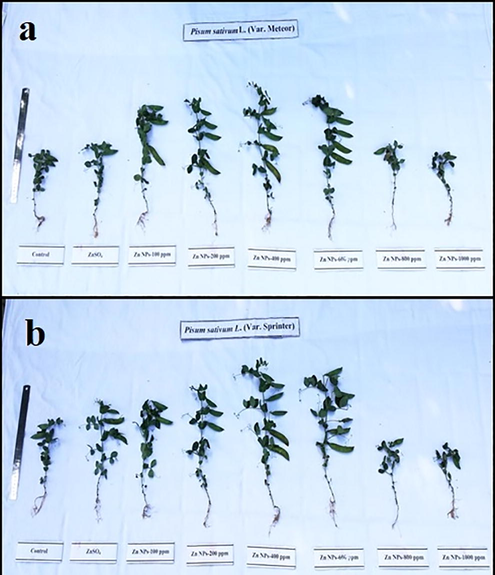 Effect of different concentrations of Zinc Nanoparticles on yield of Pisum sativum L. Var. (a) Meteor and (b) Sprinter) harvested at 60 DAS by using a soil drench.