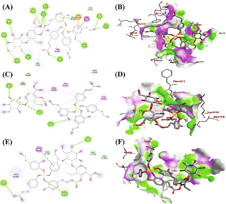 Molecular docking analysis. (A and B) (2D and 3D) Binding of OL-Au NAPs with the active sites of D-alanine-D-alanine ligase. (C and D) (2D and 3D) Binding of OL-Au NAPs with the active sites of β-lactamase. (E and F) (2D and 3D) Binding of OL-Au NAPs with the active sites of enoyl-[acyl-carrier-protein] reductase.