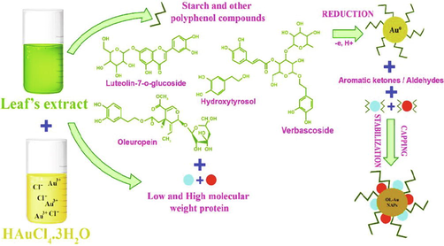 The possible mechanism for the green synthesis of OL-Au NAPs.