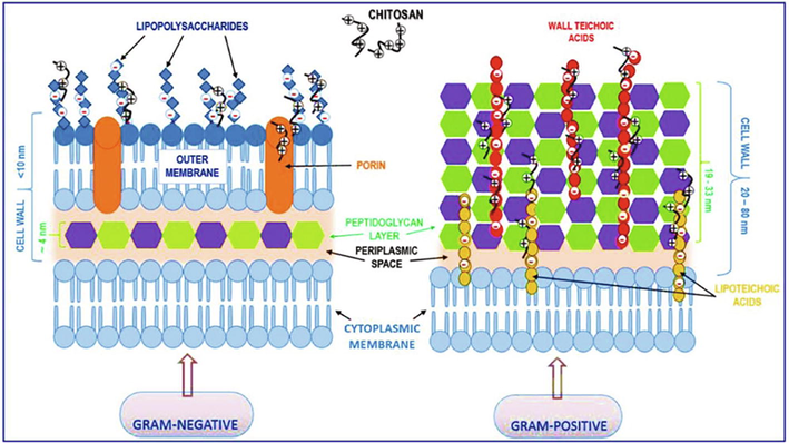 The cell wall comparison between Gram-negative and Gram-positive bacteria [Matica et al., 2019].