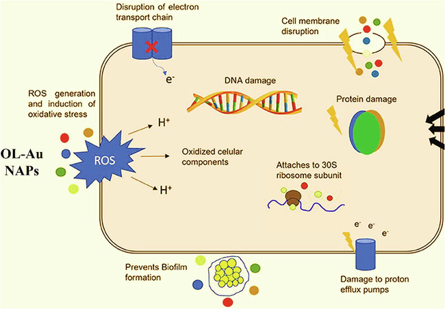 Antibacterial mechanism of action of OL-Au NAPs (Adapted from Baptista et al., 2018).