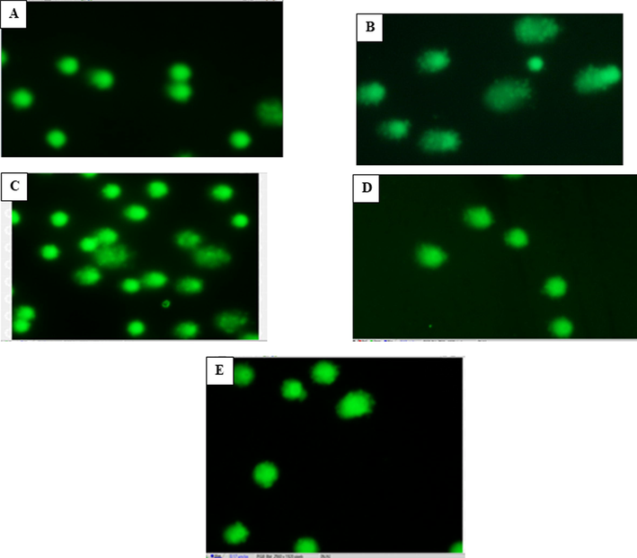 Microphotographs of Comet assay showing effect of Indian mustard seeds and the nanoparticles of mustard seeds on arsenic induced DNA damage in whole blood samples. (A) Micrograph showing fluorescent stained supercoiled DNA intact within the nuclear membrane of control cells. (B) Micrograph showing DNA migration out of the cell as long comet tails (arrows) in cells exposed to arsenic (As) contrary to the time-matched controls. (C) Micrograph of cells exposed to arsenic and treated with mustard seeds (As + Mus), showing mild degree of degeneration of DNA contrary to the As-exposed group. (D) Micrograph of cells exposed to arsenic and treated with nanoparticles of mustard seeds (As + NnM), showing fewer comets with reduced DNA migration compared with the As-exposed group. (E) Representative micrograph of fluorescent DNA stain of positive control cells mustard nanoparticles, showing undamaged and supercoiled DNA remaining within the nuclear cell membrane.