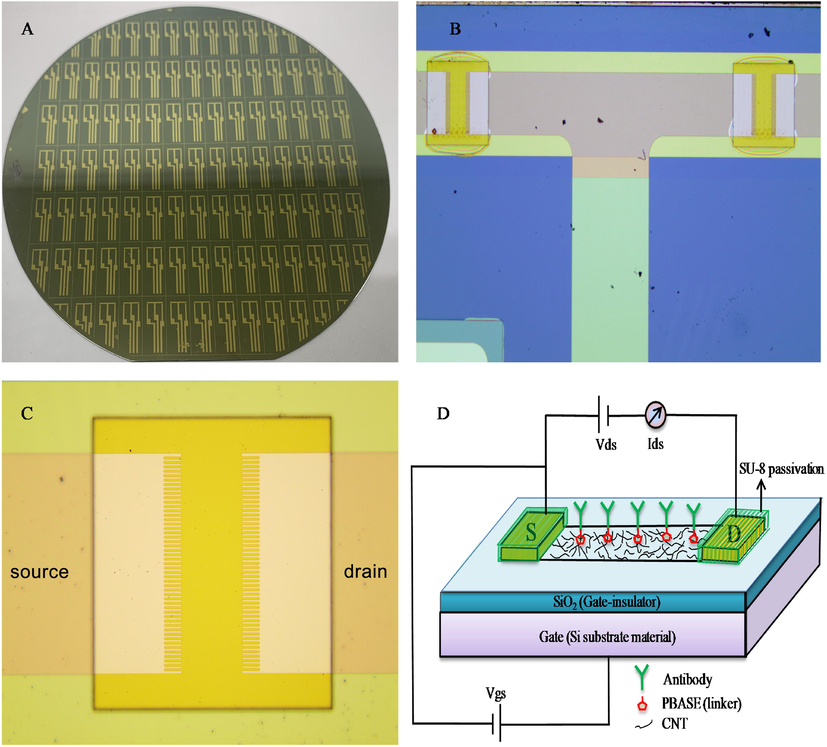 (A) Optical image of the full size wafer (4 inch) and CNT-FET. (B) Optical microscopic image showing the source-drain electrode. (C) Source-drain electrode shown in high magnification scale. (D) Schematic image showing CNT-FET sensor that illustrates the structural components and circuit diagram.