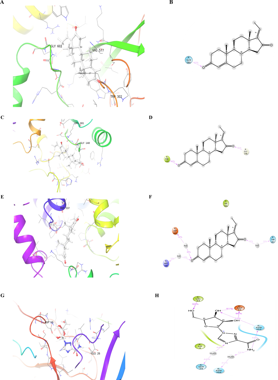 Interaction of the guggulsterone compound with: dengue NS5 RNA dependent RNA polymerase: A. 3D interaction during molecular docking and B. 2D interaction of ligand during MD simulation; dengue methyl-transferase: C. 3D interaction during molecular docking and D. 2D interaction of ligand during MD simulation; dengue NS3 protease-helicase: E. 3D interaction during molecular docking and F. 2D interaction of ligand during MD simulation; and Dengue virus type 2 envelope glycoprotein: G. 3D interaction during molecular docking and H. 2D interaction of ligand during MD simulation.