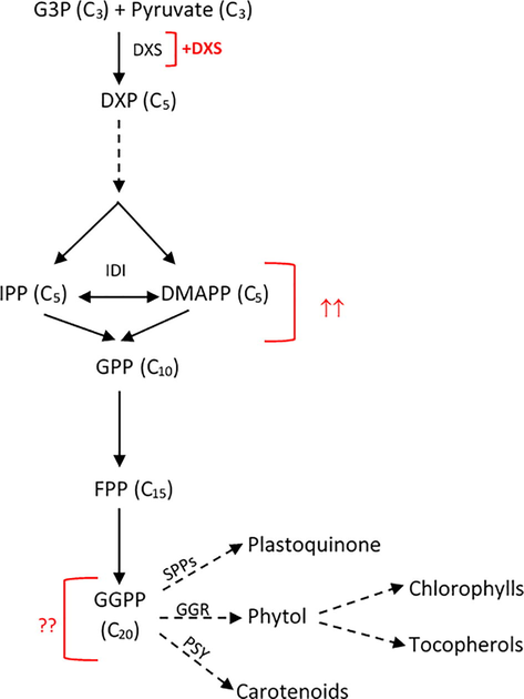 Overview of terpenoid biosynthetic pathway in the chloroplast of C. reinhardtii. The plastidic MEP pathway begins with the condensation of pyruvate and D-glyceraldehyde 3-phosphate (G3P) leading to the formation of isopentenyl pyrophosphate (IPP) and its isomer dimethylallyl pyrophosphate (DMAPP). The condensation of DMAPP with one or more IPP units leads to the formation of the following direct precursors; geranyl pyrophosphate (GPP), farnesyl pyrophosphate (FPP), and geranylgeranyl pyrophosphate (GGPP). The introduced additional copy of the gene is indicated by +, whereas the potential flux increase of the corresponding IPP and DMAPP is presented by ↑↑. The subsequent effect on downstream metabolites to be investigated is indicated by??. Dashed arrows indicate a number of steps are involved but are not shown. Abbreviations: DXS, 1-deoxy-d-xylulose-5-phosphate synthase; DXP, 1-deoxy-d-xylulose 5-phosphate; IDI, isopentenyl diphosphate isomerase; SPPs solanesyl diphosphate synthase; PSY, phytoene synthase and GGR, geranylgeranyl reductase.