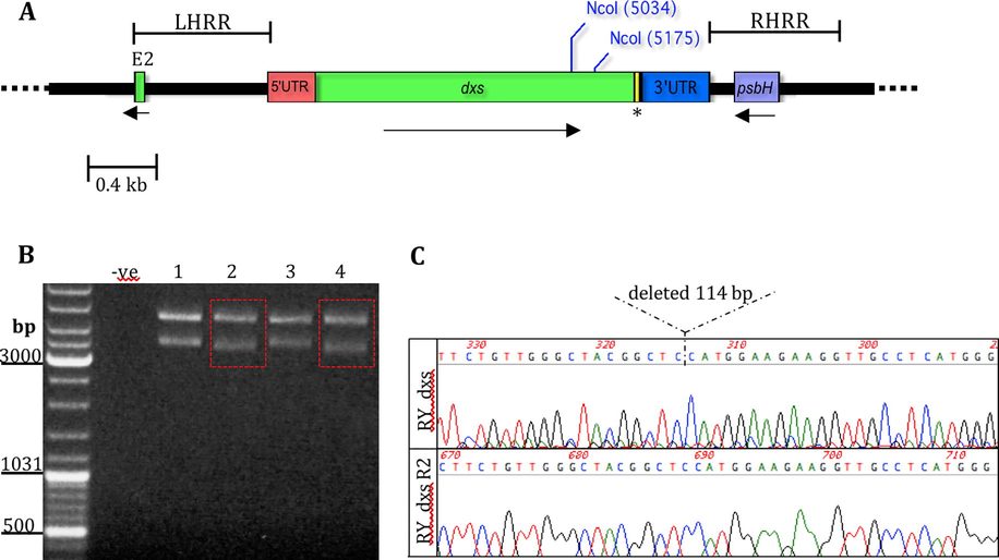 Analysis of partial deletion of dxs in pRY134aΔdxs plasmid. (A) The schematic representation of pRY134a, a cloning vector for introducing a cyanobacterial dxs into the Chlamydomonas chloroplast genome under the control of the psaA exon 1 promoter and the rbcL 3′UTR. The coding sequence of a nine residue haemagglutinin epitope (HA tag) was added to the 3′ end of the dxs gene before the stop codon so that the DXS protein could be detected using anti-HA antibody. The HA tag is indicated by an asterisk. The region of dxs that was deleted in pRY134aΔdxs is between NcoI restriction sites as shown. The flanking regions required for homologous recombination within the chloroplast genome is indicated as LHRR and RHRR, and the intact psbH acts as a selectable marker. The rest of the pRY134a plasmid is depicted as a dashed black line. TrnE2 is abbreviated as E2. (B) Test digestion showing the successful deletion of 141 bp in dxs gene resulting in fragments of the expected sizes, 4599 bp and 3488 bp, as indicated by red box. The lanes 1, 2, 3, and 4 represents different colonies tested for digestion. (C) Sanger sequencing chromatograph confirms the deletion of 141 bp in dxs for clone number 2. The dashed lines indicate the deleted region within the coding sequence of dxs.