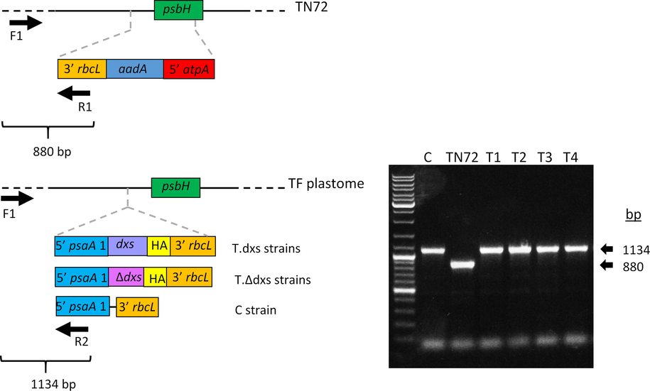 Three primer PCR to confirm transgene integration and homoplasmy of transformants. Left panel: schematic representation of PCR based method to confirm the integration of GOI and homoplasmy of transformants. PCR was performed using three primers in one reaction (F1, R1 and R2). The first primer pair (F1 and R1) amplifies part of the recipient line TN72 plastome, resulting in an 880 bp band, whereas the second primer pair (F1 and R2) amplifies part of the transformant plastome, resulting in a 1134 bp band. The successful integration of the gene of interest is indicated by the presence of the 1134 bp band and the homoplasmy is indicated by the absence of the 880 bp. The C. reinhardtii lines are TN72 recipient strain, T.dxs strains containing the dxs gene, T.Δdxs strains containing the mutant dxs gene and an empty-vector transformant as a control (C). TF is an abbreviation of transformant. Right panel: PCR confirming homoplasmic integration of the transgene into the chloroplast genome.