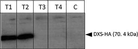 Expression of the cyanobacterial dxs gene in the C. reinhardtii lines demonstrated by western blot analysis of equalised lysate from T.dxs strains containing an intact cyanobacterial dxs gene, T.Δdxs strains containing the mutant dxs gene and C strain as a negative control (i.e. TN72 transformed with pSRSapI, an empty vector). Analysis with anti-HA antibody shows expression of dxs by a strong band running at an apparent mass of 70.4 kDa in cell lines T1.dxs (T1) and T2.dxs (T2) but not in T3.Δdxs (T3) and T4.Δdxs (T4), or in the negative control line (C). The immunoblot was visualised by ECL with one-minute exposure. Protein size was determined using the PageRulerTM Prestained Protein ladder (Thermo Scientific).