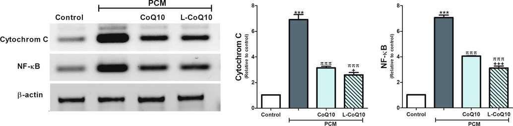 CoQ10 and L-CoQ10 attenuated cytochrome C and NF-κB overexpression in the liver of PCM-intoxicated rats. Notes: Data are presented as mean ± SEM (N = 6). ***P ≤ 0.001 vs control, πππP ≤ 0.001 vs PCM-intoxicated group, and +P ≤ 0.05, +++P ≤ 0.001 vs to CoQ10 treated group.