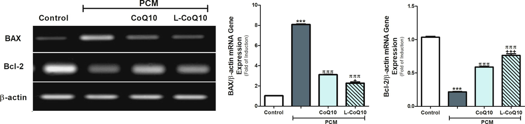 COQ10 and L-COQ10 modulated the BAX and Bcl-2 gene expression in the liver of PCM-intoxicated rats. Notes: Data are presented as mean ± SEM (N = 6). ***P ≤ 0.001 vs control, πππP ≤ 0.001 vs PCM-intoxicated group and +P ≤ 0.05, +++P ≤ 0.001 vs to CoQ10 treated group.