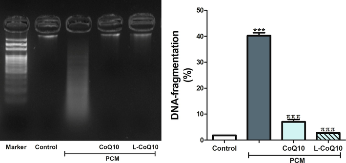 Qualitative and quantitative analysis of DNA fragmentation levels in control, PCM-intoxicated and all treated groups. Notes: Data are presented as mean ± SEM (N = 6). ***P ≤ 0.001 vs control, πππP ≤ 0.001 vs PCM-intoxicated group.