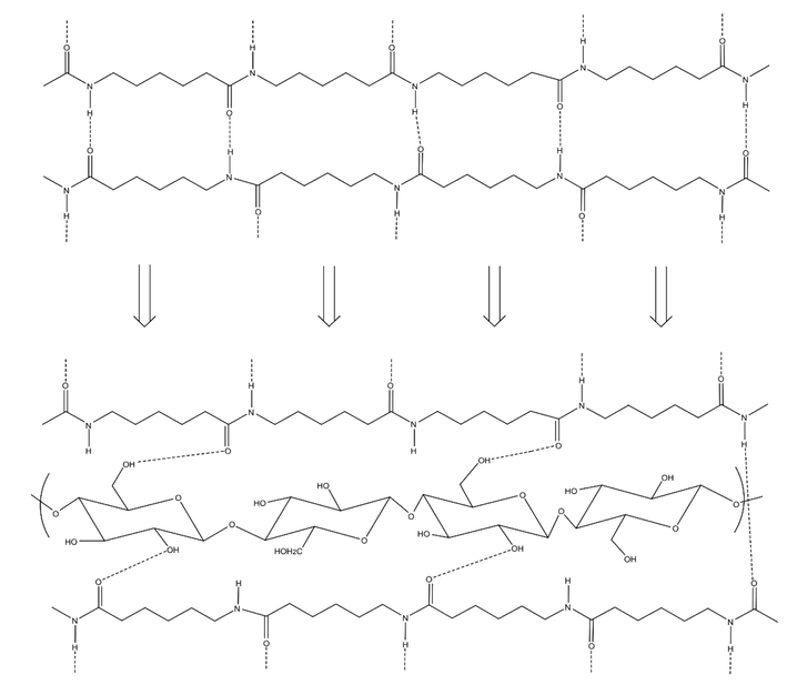 Formation of hydrogen bonds within the biocomposites.