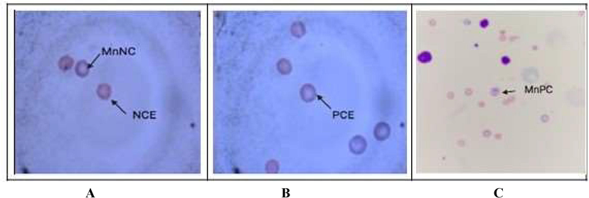 (A–C): Image showing Giemsa-May Grunwald stained mouse bone marrow with pink coloured normochromic erythrocytes (NCE) and purple colored polychromatic erythrocytes (PCE) and micronucleated NCE or PCE appearing as a dot towards the membrane.