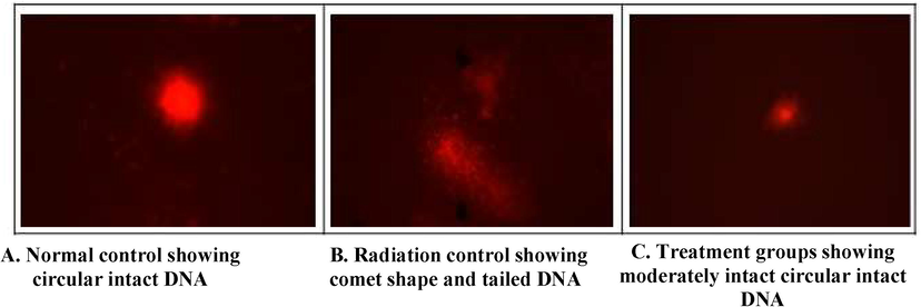 Representation of Comet assay (A,B,C).