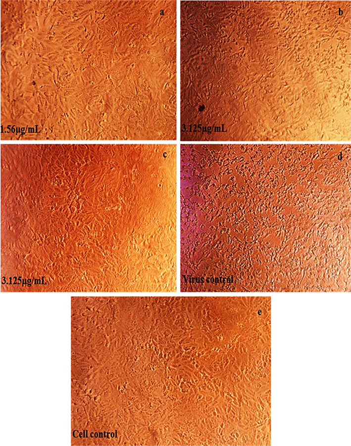 Antiviral activity of screened phytocompounds Astragaloside II, III and IV against the Asian strain of Chikungunya virus on Vero cells.