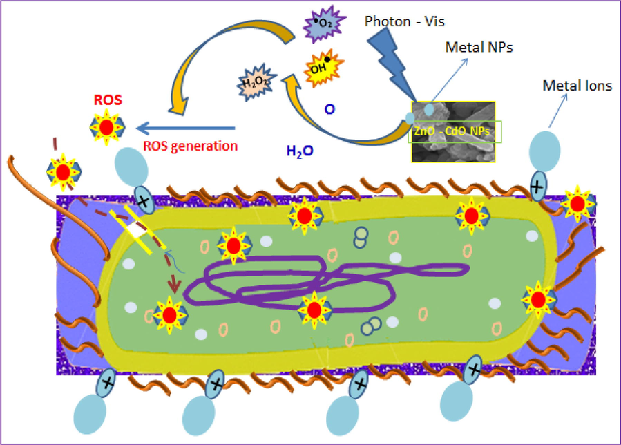 Antibacterial mechanism of CdO/ZnO nanocomposites.