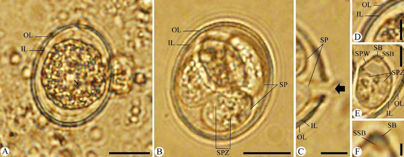 Photomicrographs of Eimeria papillata oocysts. (A) Unsporulated oocyst. (B) Sporulated oocyst. (C) Site of splitting sporocysts during excystation (Black arrow). (D-F) High magnifications for (D) Oocyst bi-layered. (E) Sporocyst. (F) Stieda body of sporocyst. Note: IL, inner layer; OL, outer layer; SB, stieda body, SP, sporocysts; SPW, sporocyst wall; SPZ, sporozoite. Scale bar = 10 μm (A and B) and 5 μm (C-F).