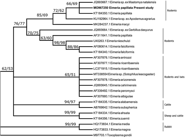 A consensus phylogenetic tree from 18S rDNA data constructed with neighbor-joining (NJ) and maximum likelihood (ML) methods, showing the phylogenetic relationships of the Eimeria papillata recovered in the present study from Mus musculus with other related eimerian parasites from GenBank, using Toxoplasma gondii as an outgroup. Numbers indicated at branch nodes are bootstrap values of NJ followed by ML. Sequences from the present study are in bold. Only bootstraps > 50% are shown.