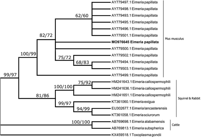 A consensus phylogenetic tree from ITS1 data constructed with neighbor-joining (NJ) and maximum likelihood (ML) methods, showing the phylogenetic relationships of the Eimeria papillata recovered in the present study from Mus musculus with other related eimerian parasites from GenBank, using Toxoplasma gondii as an outgroup. Numbers indicated at branch nodes are bootstrap values of NJ followed by ML. Sequences from the present study are in bold. Only bootstraps > 50% are shown.