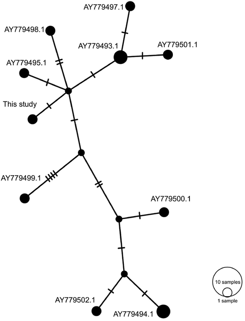 Network analysis of the nuclear ITS1 haplotypes of E. papillata. Together with sequences of the same region available in GenBank. The analysis was performed using PopART software using the TCS option for haplotypes presentation. A sequence from the present study was given in bold.