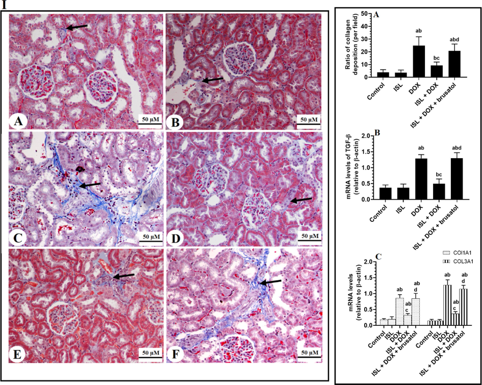 Panel I: Masson Trichrome staining section for collage deposition (blue color) in the renal tissue of all groups of animals. Panel II: the number of collagen fibers deposited in the renal tissues as analyzed from panel A, as well as mRNA levels of TGF-β1, collagen 1A1 (COL1A1), and collagen 3A1 in the renal tissues of all groups of rats. Data are given as mean ± SD (n = 8 animals/group). a: vs control rats; b: vs ISL-treated rats; c: vs DOX-treated rats, and d: vs ISL + DOX-treated rats. 200X.