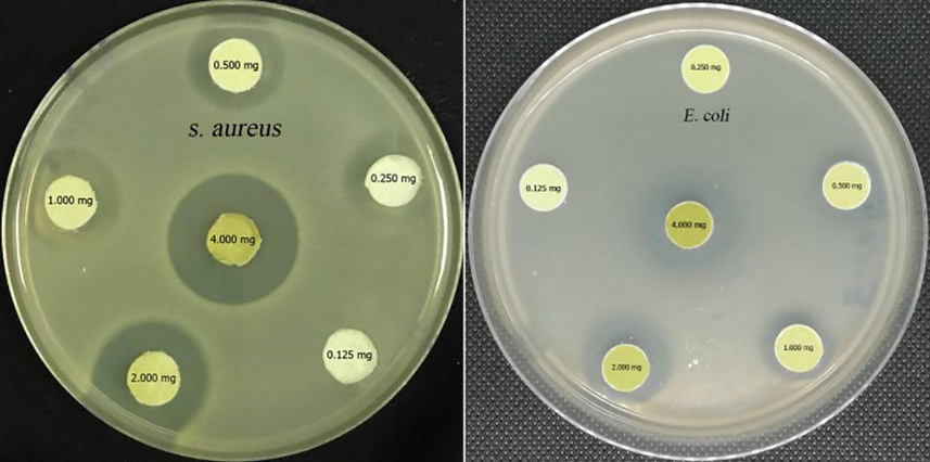 Minimum inhibitory concentrations of Elettaria cardamomum ethanolic extract against S. aureus and E. coli strains.