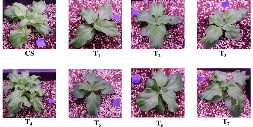 Images acquisition for the canopy area measurement (60 days mature plant) of M. crystallinum grown under the plant factory system. The purple-coloured square paper demonstrated the reference for calculating the canopy area.