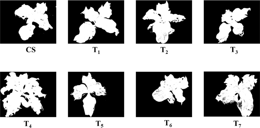 HSV developed images for calculating the canopy area of ice plants in their juvenile growth stage.