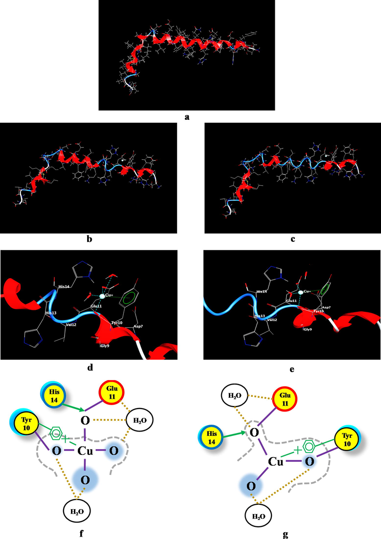 The Aβ(1-42)-Cu+ complex conformation resulted following the application of molecular dynamics under the conditions imposed (temperature and pressure), where: (a) Aβ(1-42) peptide structure; (b) The structure of Aβ(1-42)-Cu+ complex at 37 °C and 11 mmHg; (c) The structure of Aβ(1-42)-Cu+ complex at 41 °C and 20 mmHg; (d) Aβ(1-42)-Cu+ binding site at 37 °C and 11 mmHg; (e) Aβ(1-42)-Cu+ binding site at 41 °C and 20 mmHg; (f) Coordination pattern of the Cu+-amino acids at 37 °C (11 mmHg) and (g) Coordination pattern of the Cu+-amino acids at 41 °C (20 mmHg). The proximity contour (gray dotted line) denotes the dotted outline that surrounds the ligand, representing the distance to the active site. Ligand solvent exposure is exposed by the blue mark that is drawn behind of the ligand atoms. Solvent exposure of the receptor is evidenced by the turquoise discs drawn behind the residues to indicate the difference in solvent exposure due to the presence of the ligand. The yellow circle with no ring color represents polar amino acids, with red ring symbolize acidic amino acid and with blue ring, basic amino acids. The purple line represents metal contact and the cream-colored dotted line, the solvent contact.