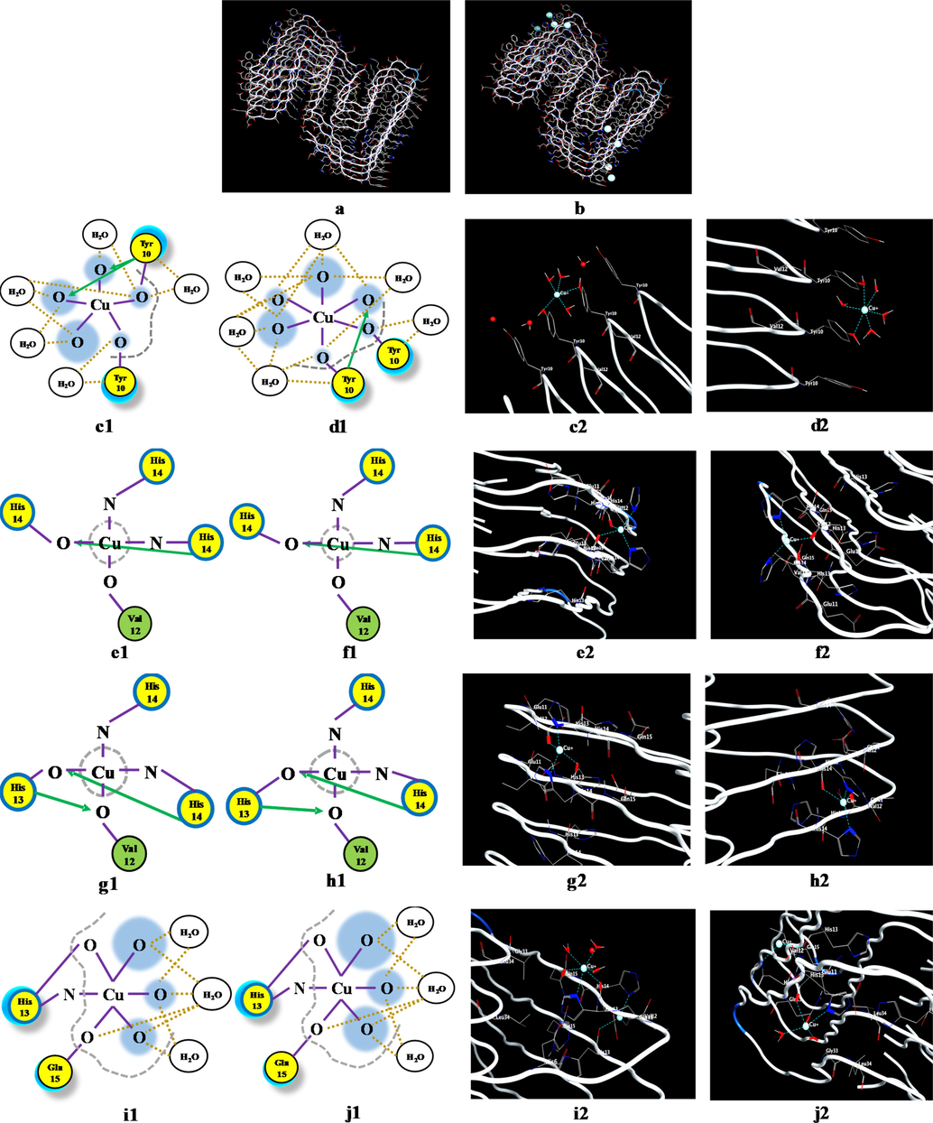 The effect of temperature and pressure on the Aβ(1-42)F-Cu+ complex conformation, highlighted by the use of the molecular dynamics protocol, where: (a) Aβ(1-42)F structure and (b) Aβ(1-42)F-Cu+ structure. Coordination pattern and binding site of Aβ(1-42)F-Cu+ at (c) 37 °C (11 mmHg) and (d) 41 °C (20 mmHg) for Chain 1; (e) 37 °C (11 mmHg) and (f) 41 °C (20 mmHg) for Chain 2; (g) 37 °C (11 mmHg) and (h) 41 °C (20 mmHg) for Chain 3; (i) 37 °C (11 mmHg) and (j) 41 °C (20 mmHg) for Chain 4; (k) 37 °C (11 mmHg) and (l) 41 °C (20 mmHg) for Chain 5; (m) 37 °C (11 mmHg) and (n) 41 °C (20 mmHg) for Chain 6; (o) 37 °C (11 mmHg) and (p) 41 °C (20 mmHg) for Chain 7; (q) 37 °C (11 mmHg) and (r) 41 °C (20 mmHg) for Chain 8; (s) 37 °C (11 mmHg) and (t) 41 °C (20 mmHg) for Chain 9. The green circle represents the amino acids with no polar or charged side chain.