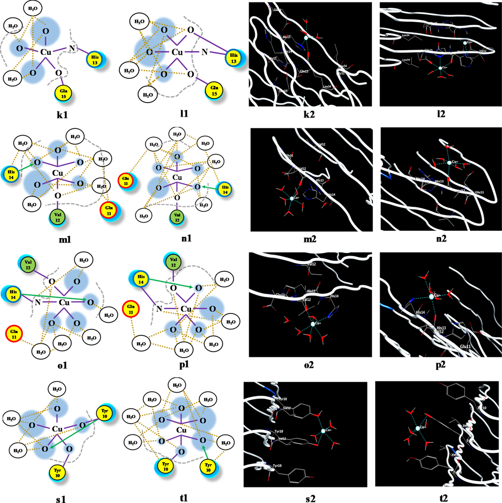 The effect of temperature and pressure on the Aβ(1-42)F-Cu+ complex conformation, highlighted by the use of the molecular dynamics protocol, where: (a) Aβ(1-42)F structure and (b) Aβ(1-42)F-Cu+ structure. Coordination pattern and binding site of Aβ(1-42)F-Cu+ at (c) 37 °C (11 mmHg) and (d) 41 °C (20 mmHg) for Chain 1; (e) 37 °C (11 mmHg) and (f) 41 °C (20 mmHg) for Chain 2; (g) 37 °C (11 mmHg) and (h) 41 °C (20 mmHg) for Chain 3; (i) 37 °C (11 mmHg) and (j) 41 °C (20 mmHg) for Chain 4; (k) 37 °C (11 mmHg) and (l) 41 °C (20 mmHg) for Chain 5; (m) 37 °C (11 mmHg) and (n) 41 °C (20 mmHg) for Chain 6; (o) 37 °C (11 mmHg) and (p) 41 °C (20 mmHg) for Chain 7; (q) 37 °C (11 mmHg) and (r) 41 °C (20 mmHg) for Chain 8; (s) 37 °C (11 mmHg) and (t) 41 °C (20 mmHg) for Chain 9. The green circle represents the amino acids with no polar or charged side chain.