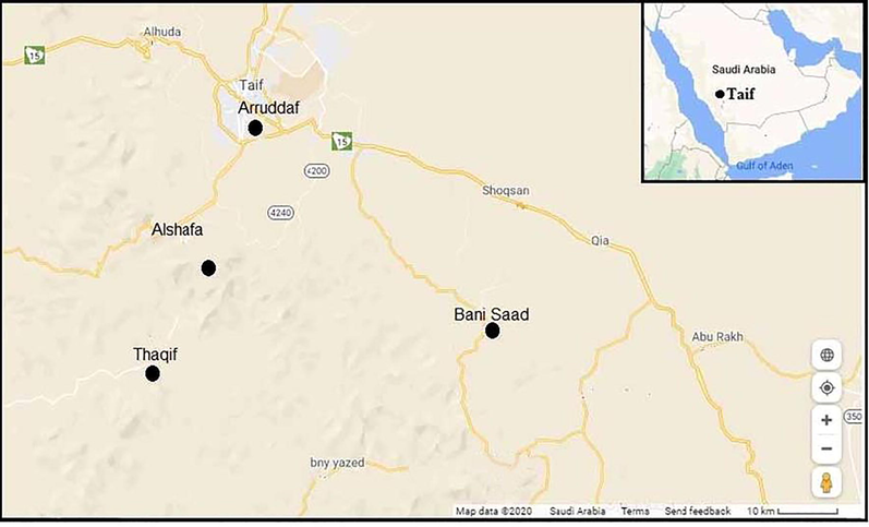 A map shows Taif's geographical location where samples were collected. Farm 1: Alrruddaf, Farm 2: Al-Shafa, Farm 3: Bani-Saaf and Farm 4: Thaqif.