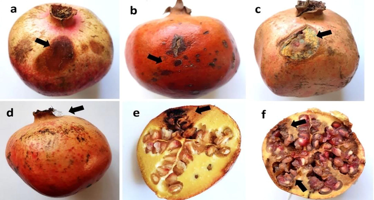 Symptoms of the infected pomegranate fruit: soft rot (a), dry rot (b), infected fruit with Penicillium (c), infected fruit with Aspergillus (d), dry rot inside the fruit (e), and soft rot inside the fruit.