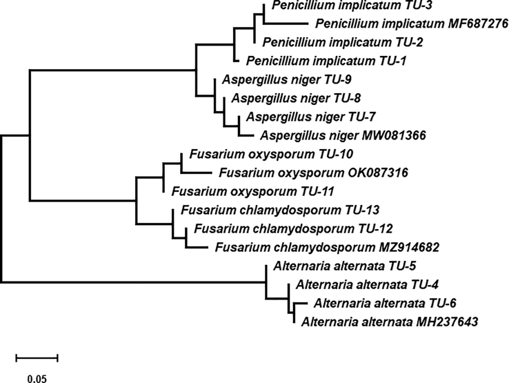 Phylogenetic tree and diversity of 5.8S-ITS region in some pomegranate pathogenic fungi isolated from different regions of Taif, Saudi Arabia.