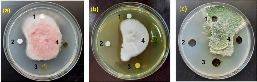 Antifungal activity of Xanthium strumarium extracts against various pomegranate pathogenic fungi, (a) is F. chlamydosporum, (b) is F. oxysporium, and (c) is T. harzianum. Whereas, 1: Negative control (duple distilled water); 2: Positive control (100 µg/ml Nystatin), 3: Xanthium ethanol extract, and 4: Xanthium ethanol extract.