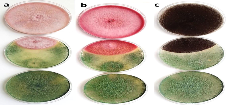 Antagonistic activity (in vitro) of the Trichoderma sp. against (A) F. oxysporum (B) F. chlamydosporum and (C) A. niger on PDA plates. Whereas the top plate is a pathogen, the bottom plate is Trichoderma as biological control, and the plate in the middle is the interaction between pathogen and Trichoderma.