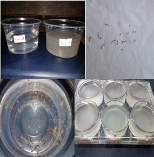 Bio-toxicity assays (set up) with B.t. spores and total cell protein under specified conditions.