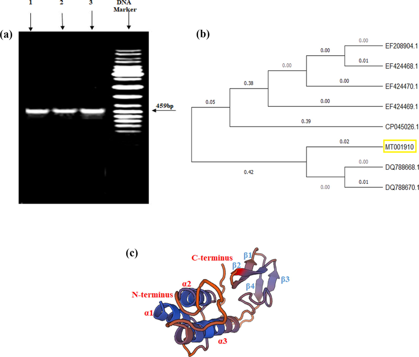 (a) Agarose gel showing PCR products of cry4A gene by using B. thuringiensis; Lane 1, 2, and 3 represent (GCU-DAB-TK-06), (GCU-DAB-TK-04), and (GCU-DAB-TK-13), respectively, (b) Phylogenetic relationship of shorter fragment of cry4A gene from the most toxic B.t. strain GCU-DAB-TK-04 with already reported genes, (c) The predicted 3D model of Cry4A protein computed from SWISS-MODEL Expasy Tools.