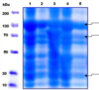 SDS-Polyacrylamide gel electrophoretic pattern of total cell proteins of sporulated B.t. strains. The lanes 1–5 indicate GCU-DAB-TK 04, 06, 13, 12, and 09, respectively. The gel was 12% and stained with Coomassie Brilliant Blue.