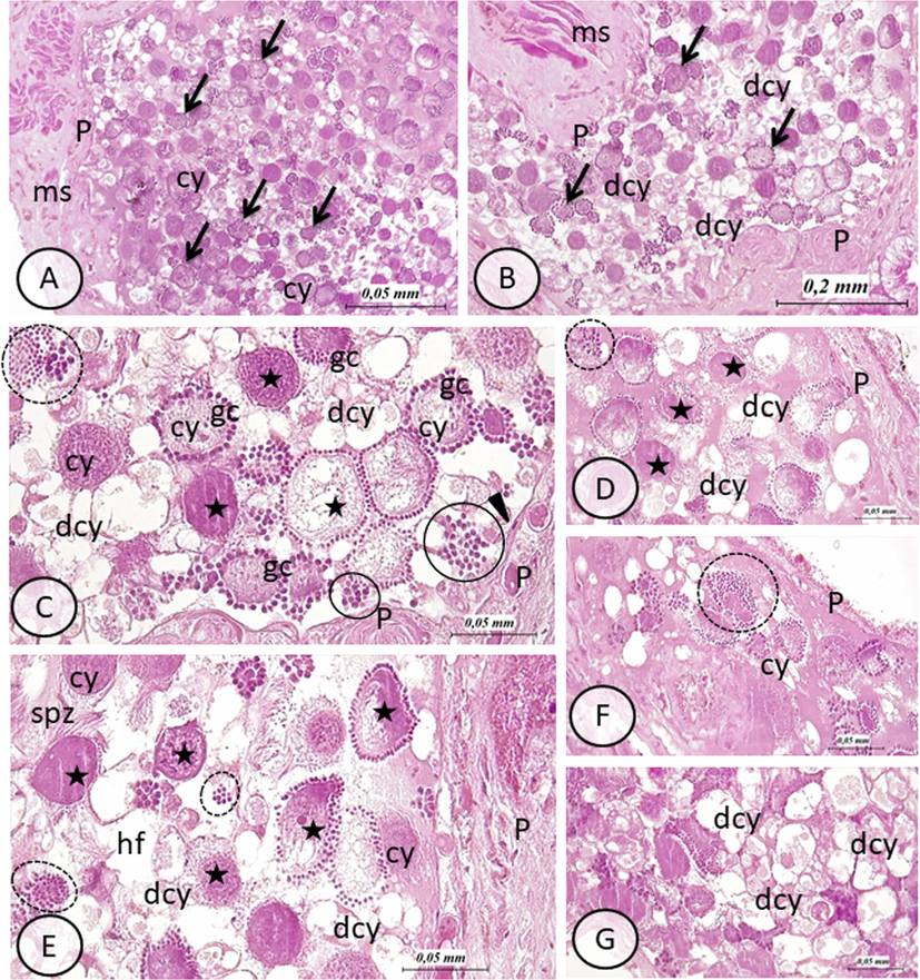 Testis of E. johanssoni: hematoxylin and eosin (H&E) staining of paraffin sections. (A) General view of testis in control group. Note the normal appearance of germ cells (gc) in a cystic organization (arrows). During spermatogenesis, germ cells are shown connected to a common cytoplasmic mass, the cytophore (cy). Testes wall (P) and muscle cells (ms) are visible (B) General view of testis in treated group with BTEX.. Arrows indicate cysts of germ cells. Note the increased number of disorganized cysts marked especially by degenerative cytophores (dcy). The wall of the testes (P) (ms) are also visibles (H&E, 100×). (C)–(G): details of testis in treated group with BTEX showing different types of alterations: stars indicate vacuolated and or damaged cytophore with cytoplasmic protrusions, circles show disorganized cysts expressed by dispersed germ cells (gc) (not connected to cytophore), degenerating cytophore (dcy) are also visible hf: hemocoelomic fluid. In (C) note parietal ciliated cells (arrow head) lying on the inner side of the testis wall (P) (H&E, 400×). (H&E, 400×).