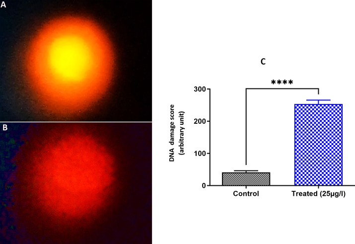 DNA damage score in testis cells of E. johanssoni showing a higher score of DNA alteration in the 25 µg L−1 treatment (B) compared to the control group (A). C. Relative fluorescence intensity of DNA damage levels in the control and exposed groups. Values are expressed as the mean ± standard deviation (SD) from at least three separate experiments. (*) P < 0.05 and (***) P < 0.001 indicate a significant difference from the control.