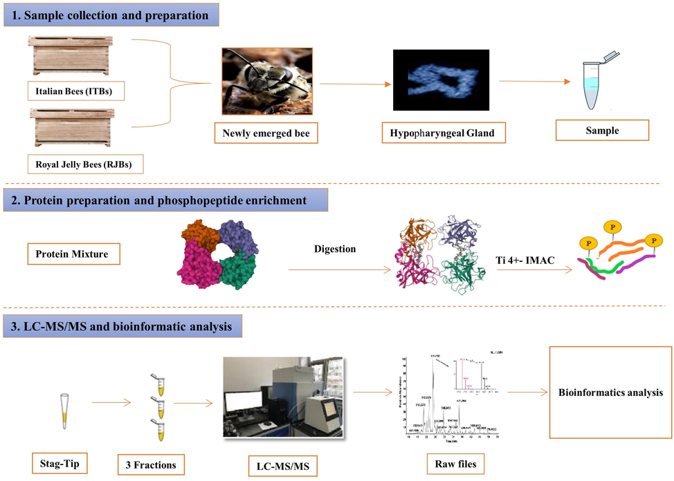 The overall workflow of the experiments.