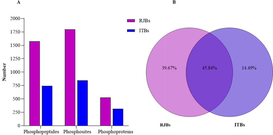 Overall characteristics of phosphoproteomics of newly emerged bees' hypopharyngeal glands (HGs). (A) The number of phosphopeptides, phosphosites and phosphoproteins were identified between royal jelly bees (RJBs) and Italian bees (ITBs). (B) Percentage of shared and unique phosphoproteins between RJBs and ITBs.