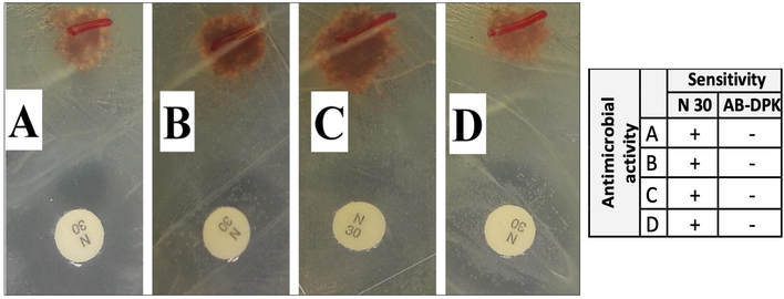 Antimicrobial activity of AB-DPK against Staphylococcus aureus (A), Bacillus subtilis (B), Protius mirabilis (C) and Escherichia coli (D). N = 30 µg of neomycin.